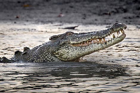 16. Jun 27 - Darwin