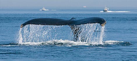 10. Aug 27 - Tadoussac