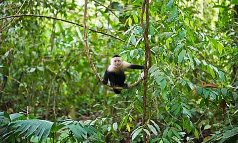 4. Dez 26 - Nationalpark Manuel Antonio