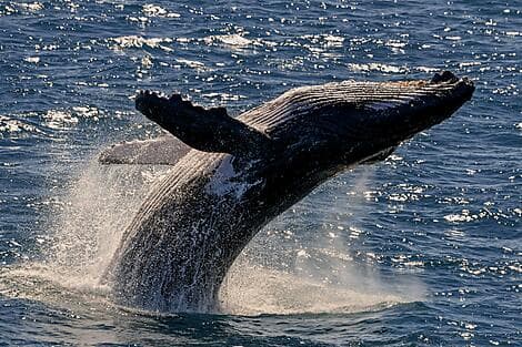 18. Aug 27 - Húsavík