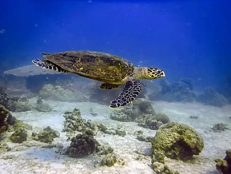 12. Feb 27 - Nosy Tanikely