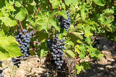 1. Okt 26 - Pauillac