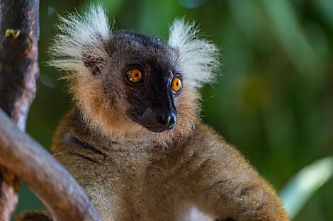 26. Dez 26 - Nosy Komba