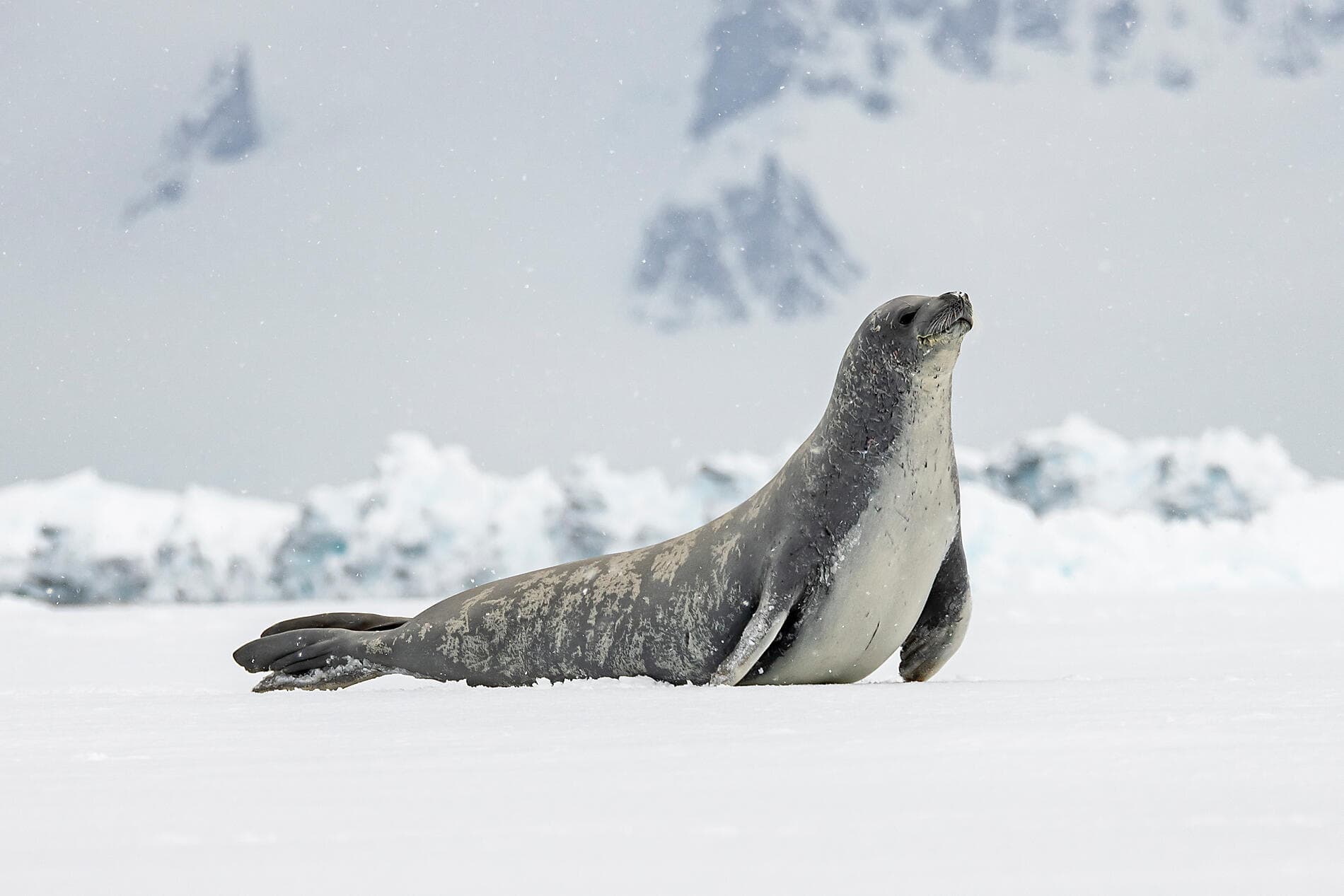 Im Kielwasser von Jean-Baptiste Charcot 