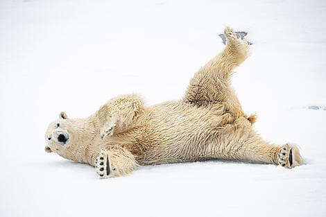 21. Mai 26 > 22. Mai 26 - Entdeckung von Nordost-Grönland