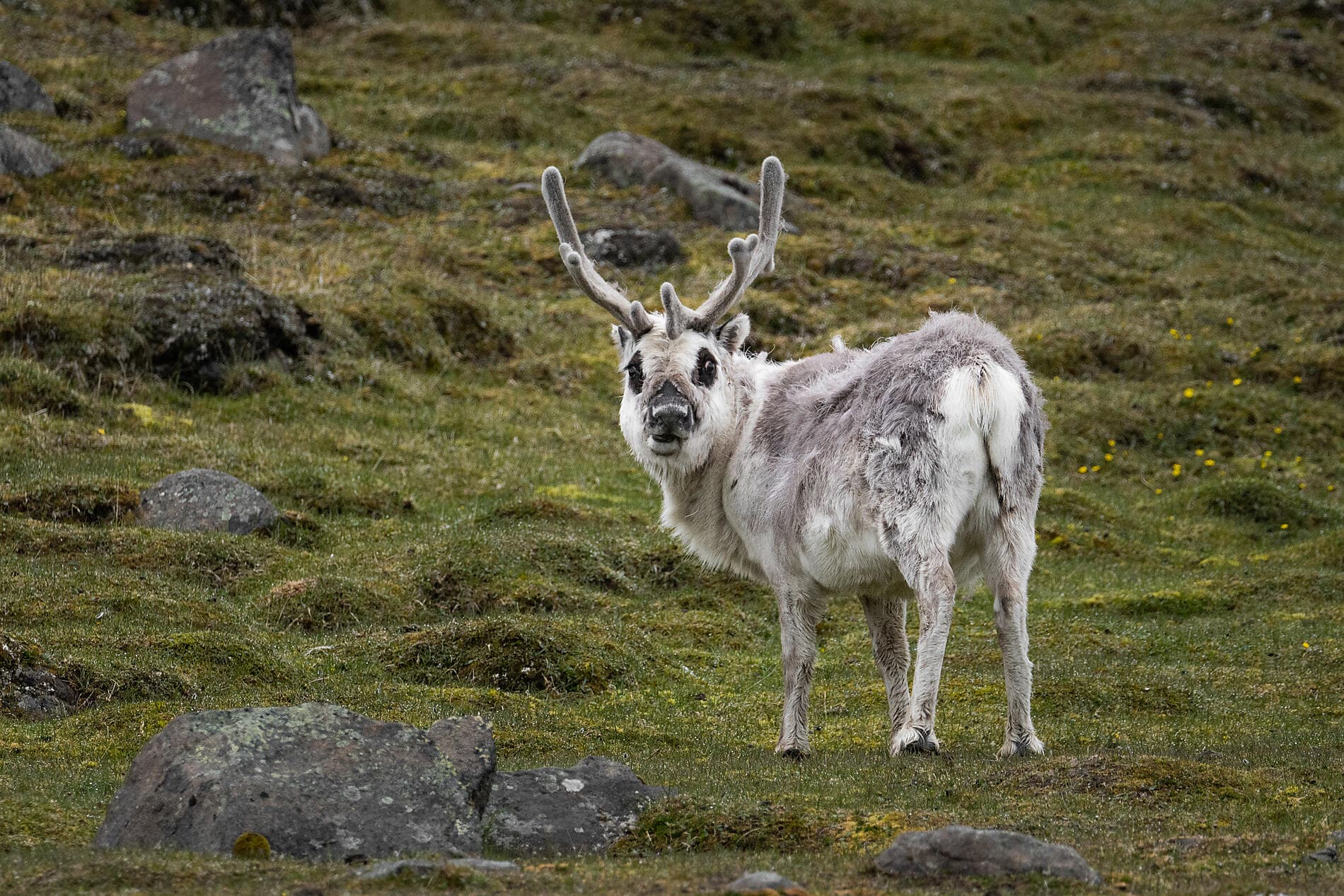  Im arktischen Eis von Grönland nach Spitzbergen ©StudioPONANT-Morgane Monneret