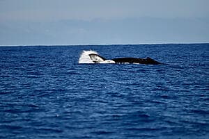 Whale watching expedition with marine biologist