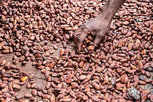 Chocolate between history & tasting