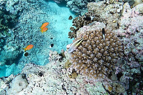 6. Feb 26 - Astove-Insel