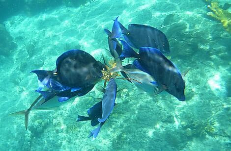 16. Feb 27 - Norman Island