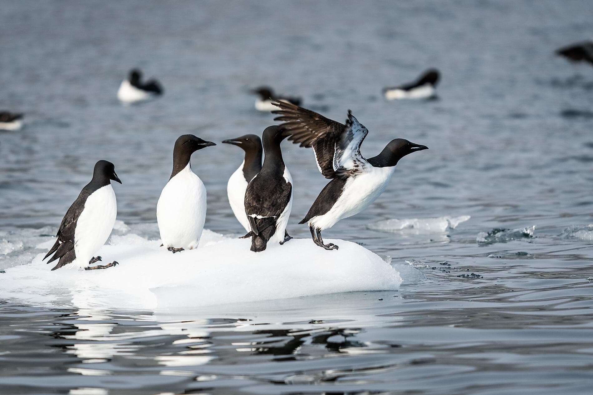  Im arktischen Eis von Grönland nach Spitzbergen ©StudioPONANT-Morgane Monnere