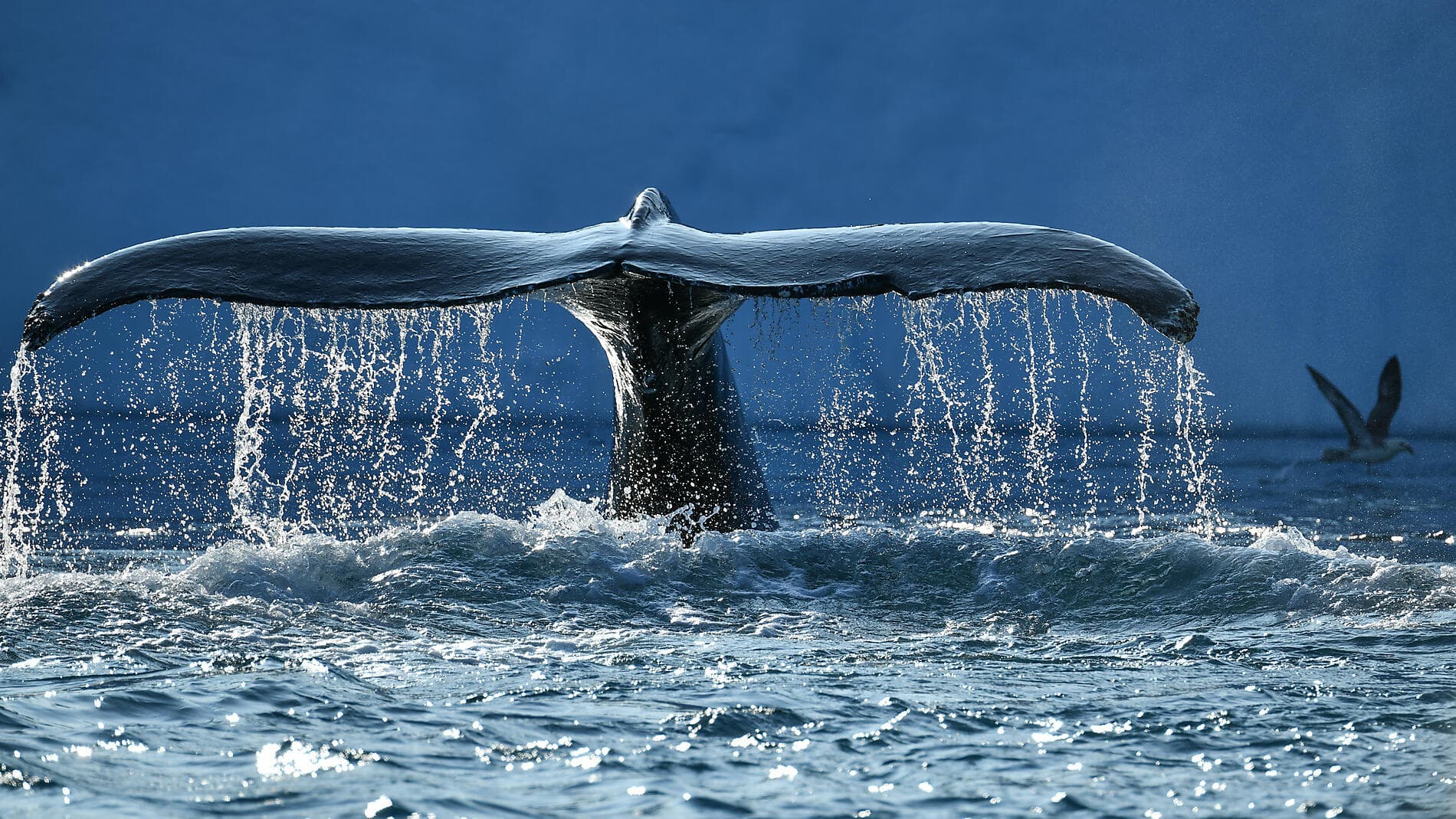 Geheimnisse des Baffinmeers 