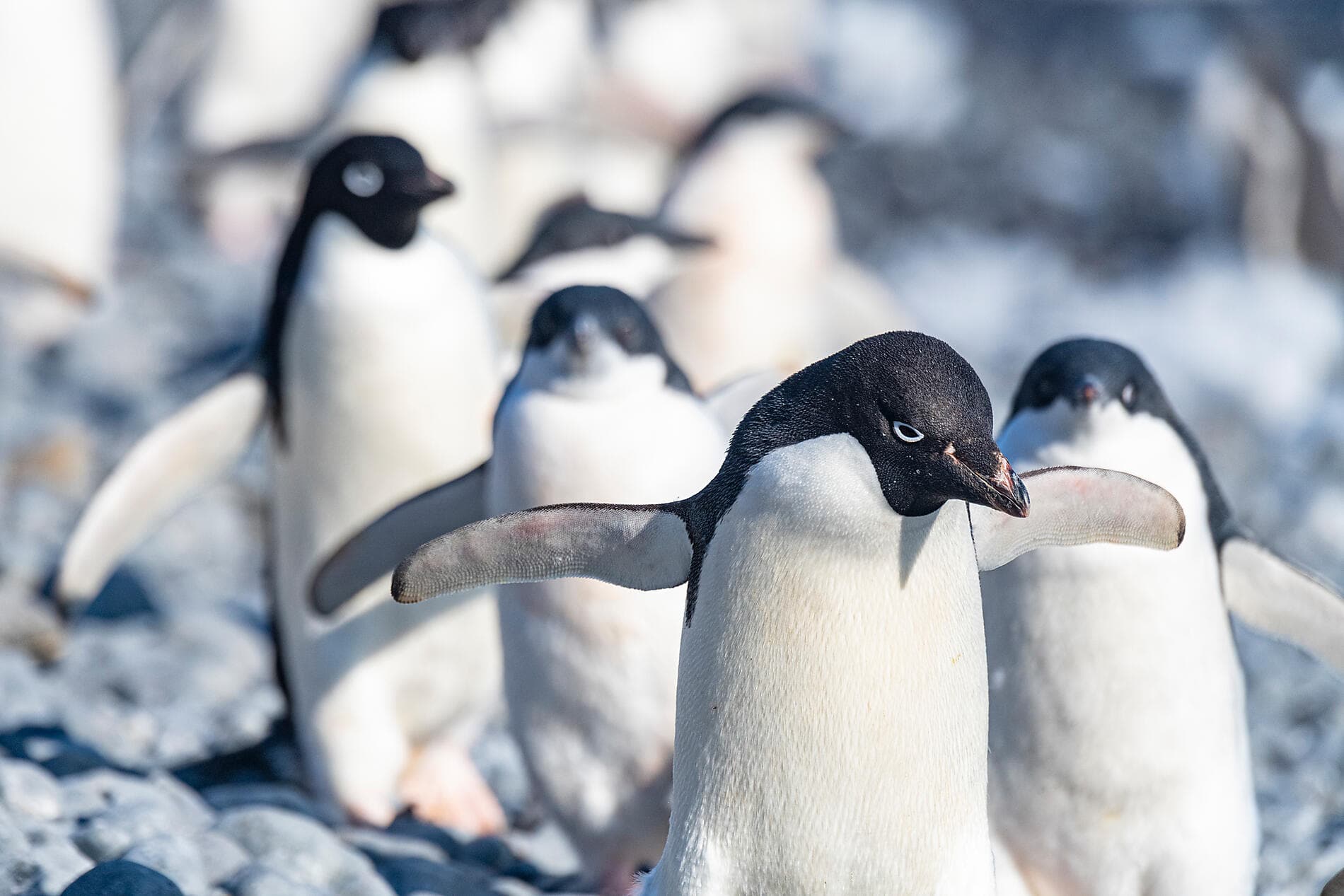 Abenteuer durch das Südpolarmeer bis zur Halbinsel Valdés