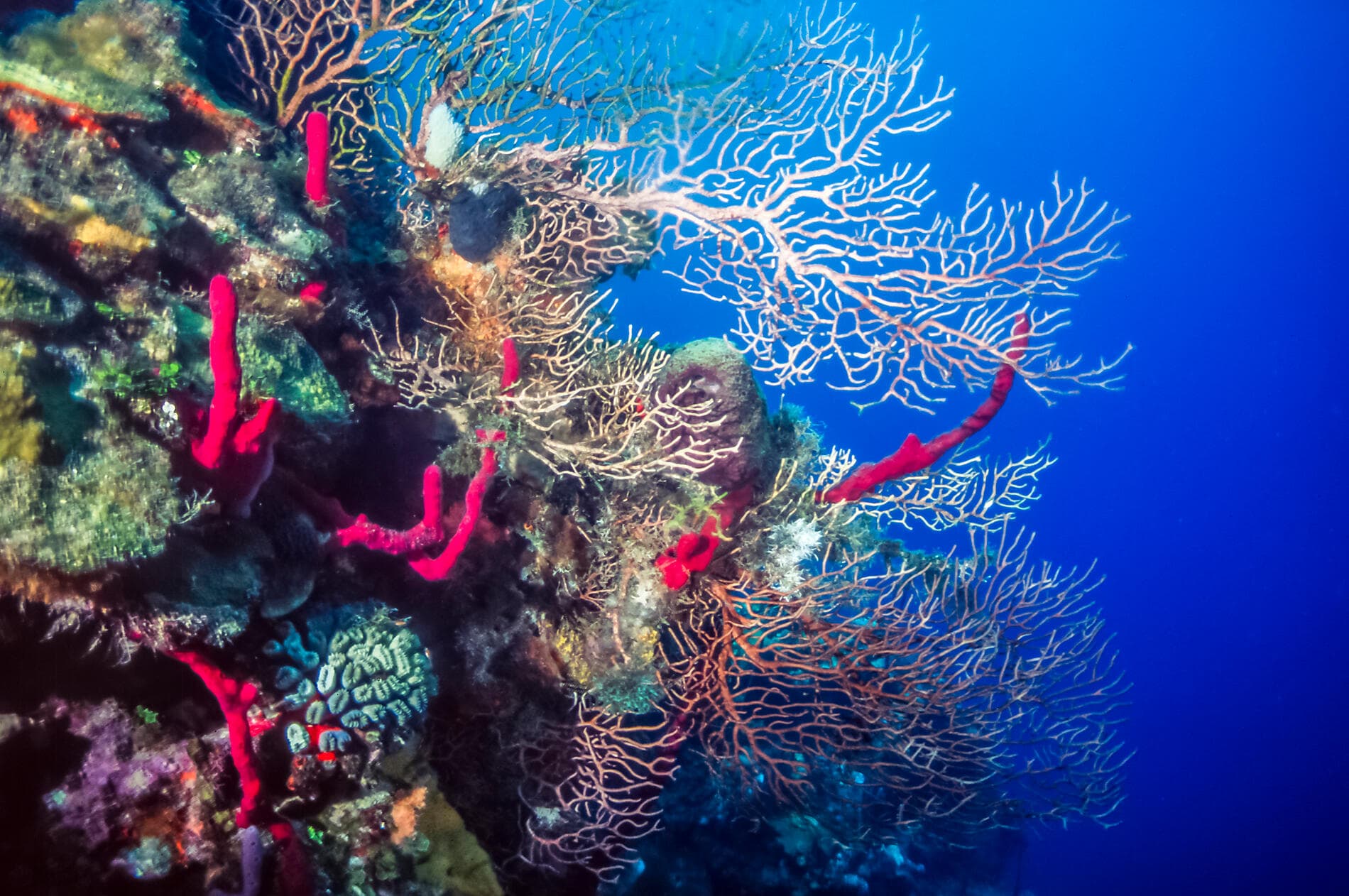 Naturschutzgebiete und Begegnungen in der Karibik