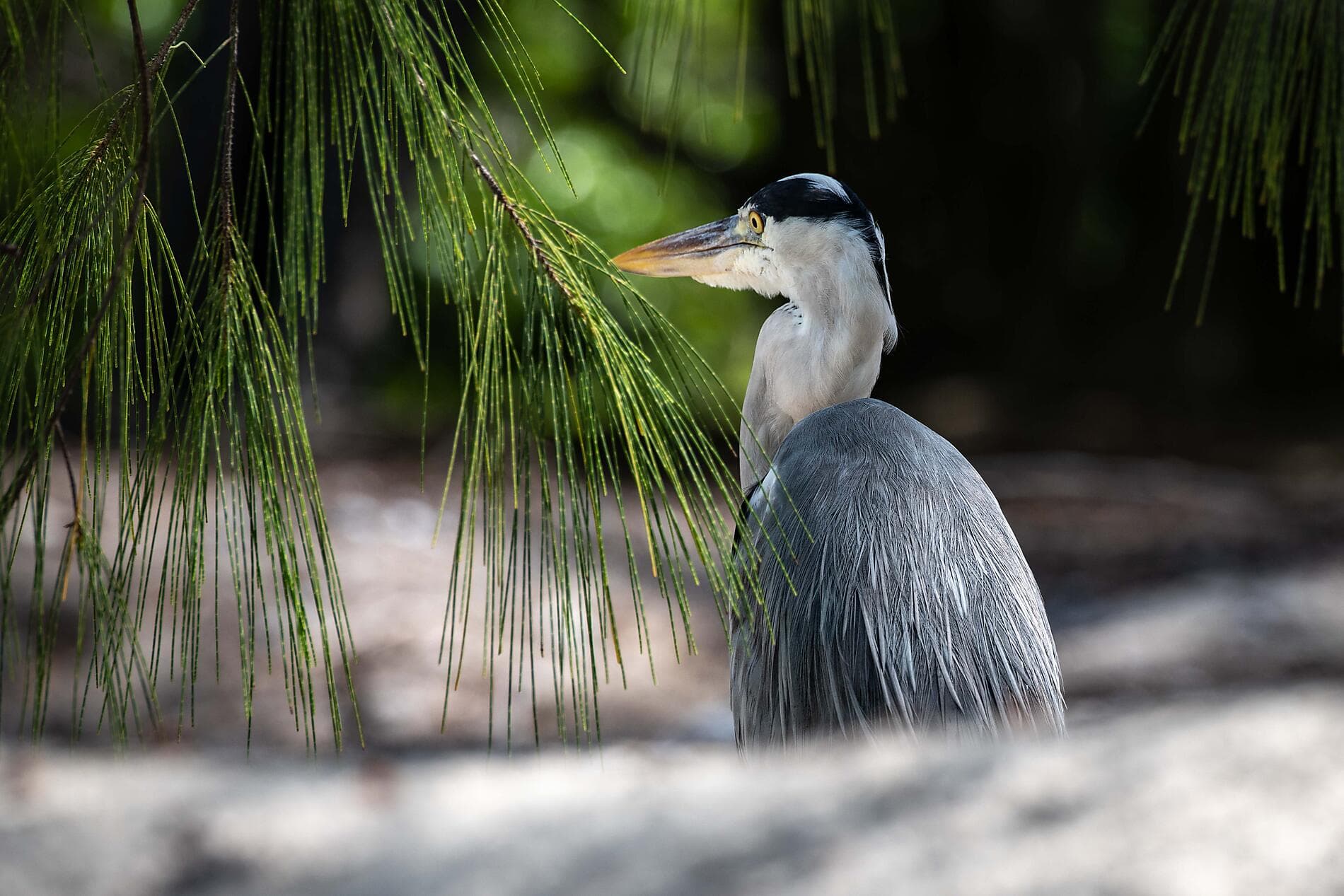 Sansibar, Aldabra und Schätze des Indischen Ozeans 