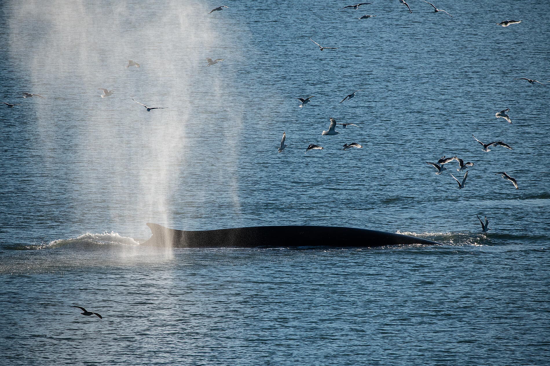 Totale Sonnenfinsternis im hohen Norden