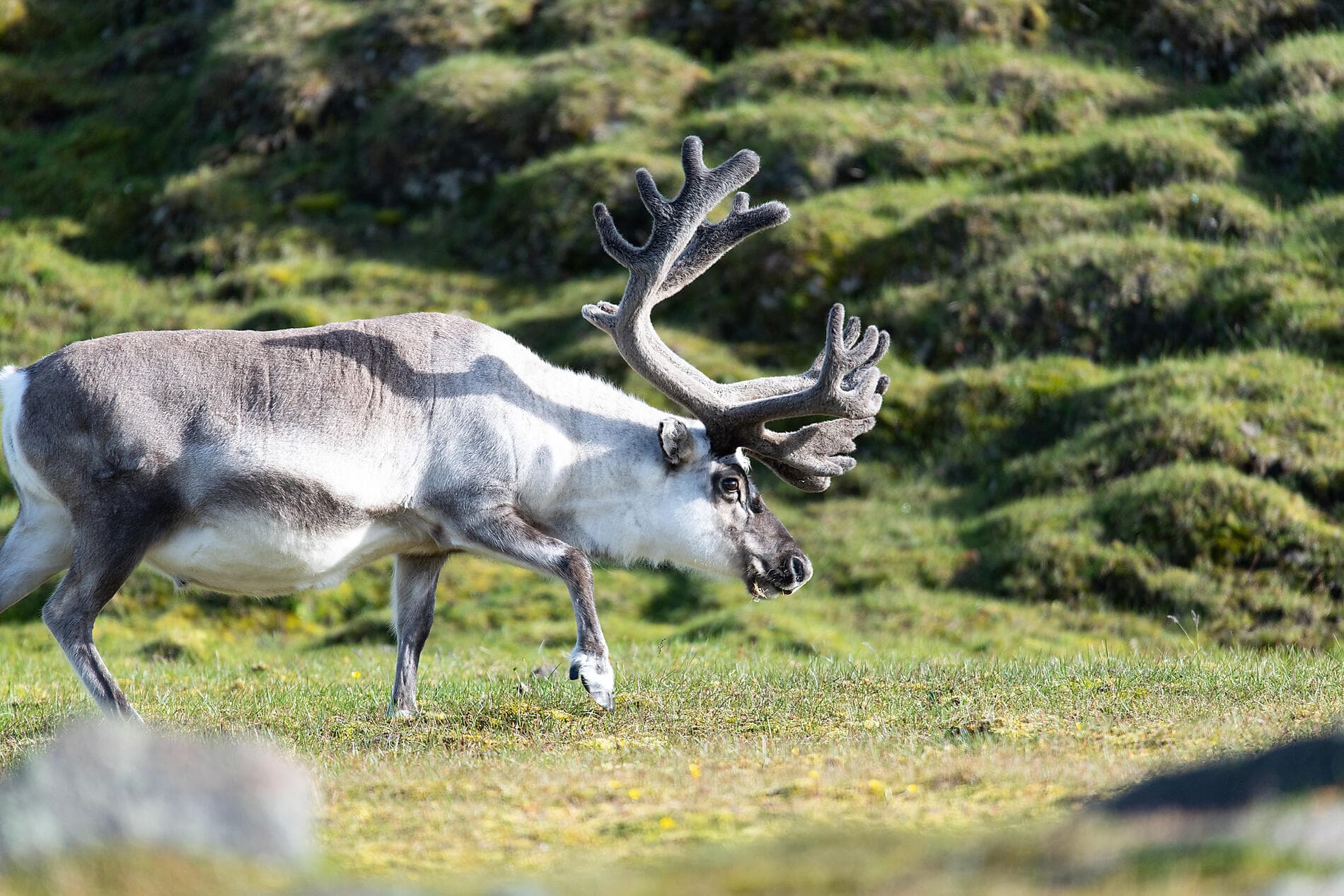 Totale Sonnenfinsternis im hohen Norden