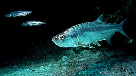 26. Jan 26 - Kere, Bissagos