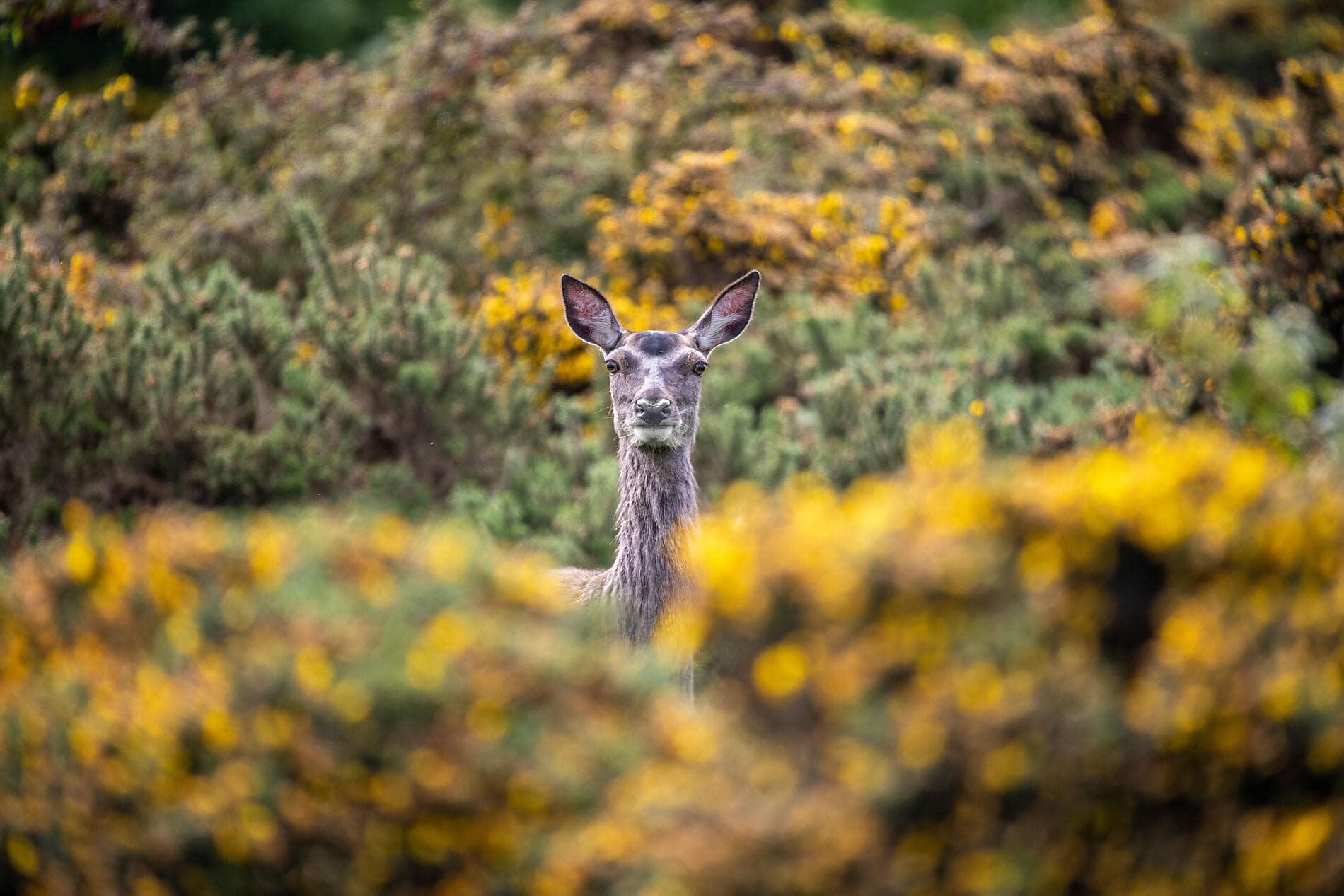 Geheimnisse und Landschaften der Kelten