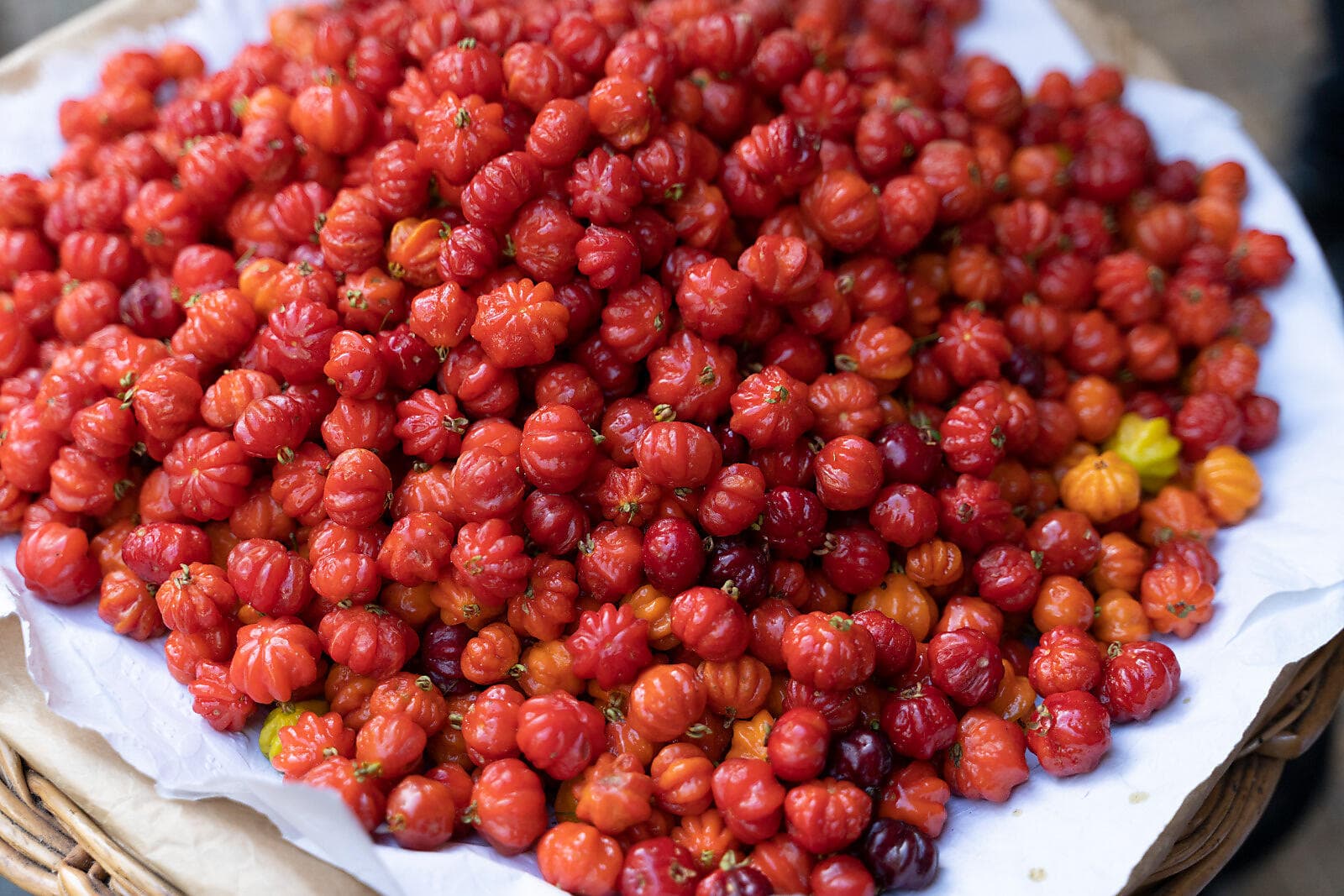Atlantikabenteuer, von der Kanaren bis zu den Iberischen Halbinsel 