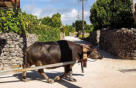 26. Feb 26 - Taketomijima