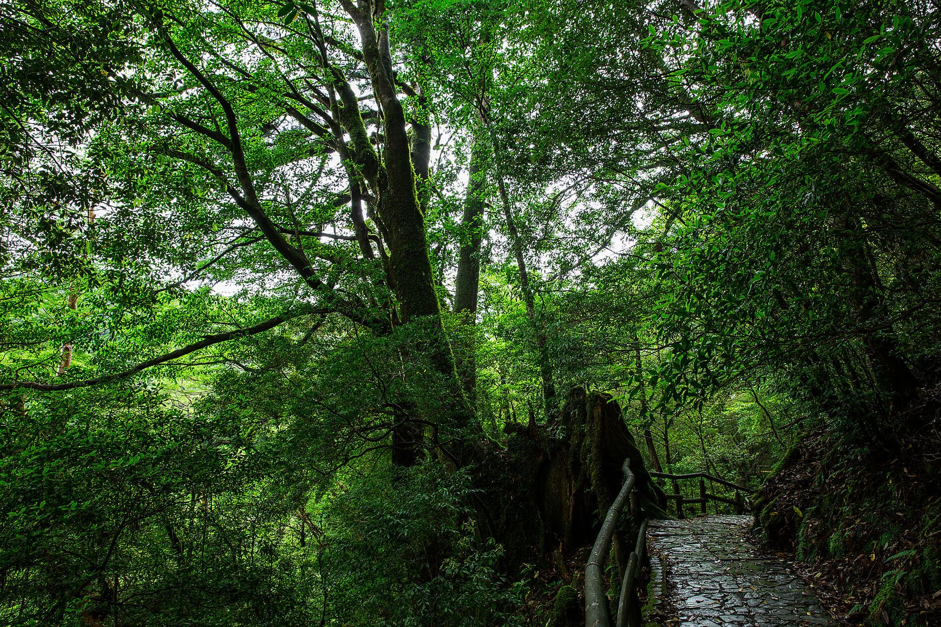 Subtropische Inseln und das ursprüngliche Japan