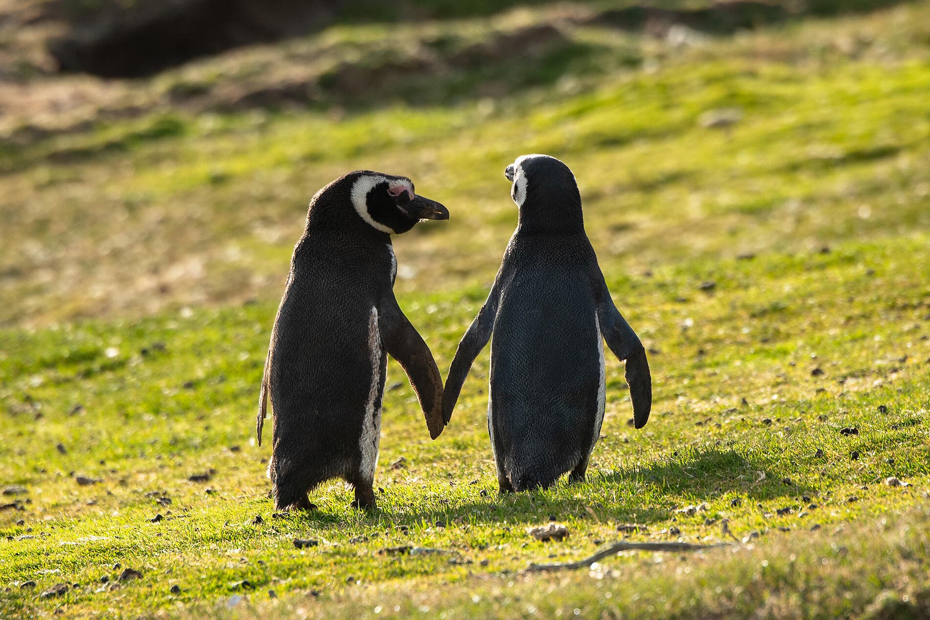 Antarktis, Falklandinseln & Südgeorgien  