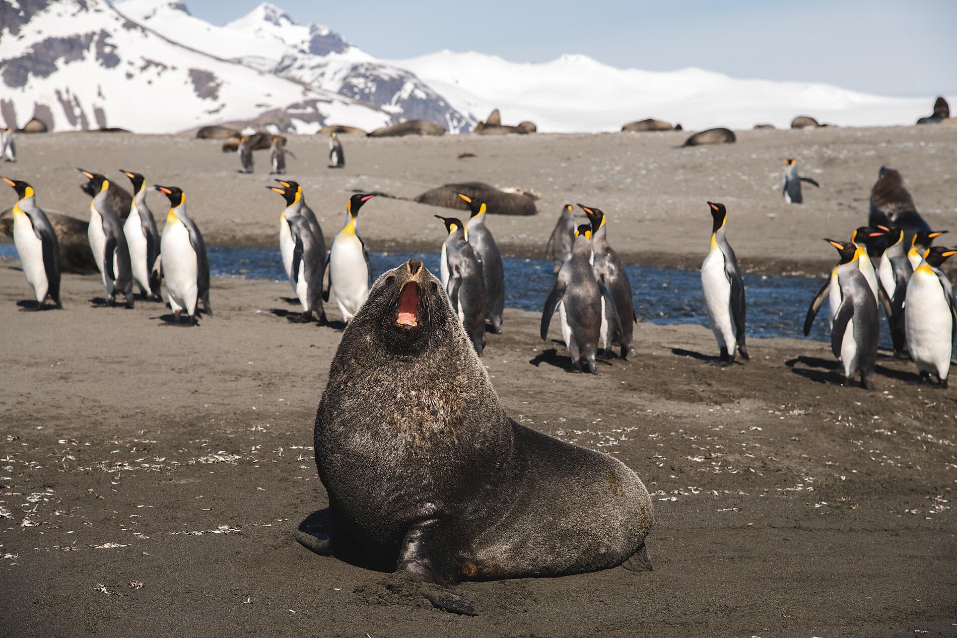 Antarktis, Falklandinseln & Südgeorgien  