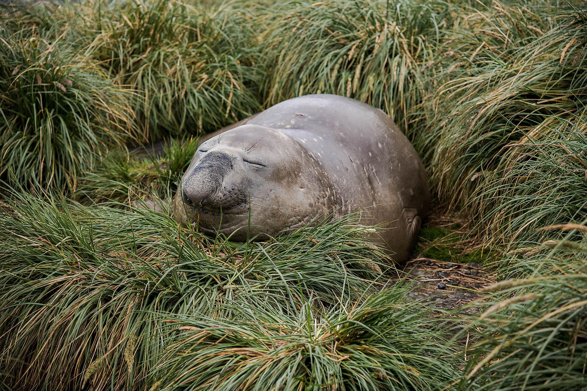 Antarktis, Falklandinseln & Südgeorgien  