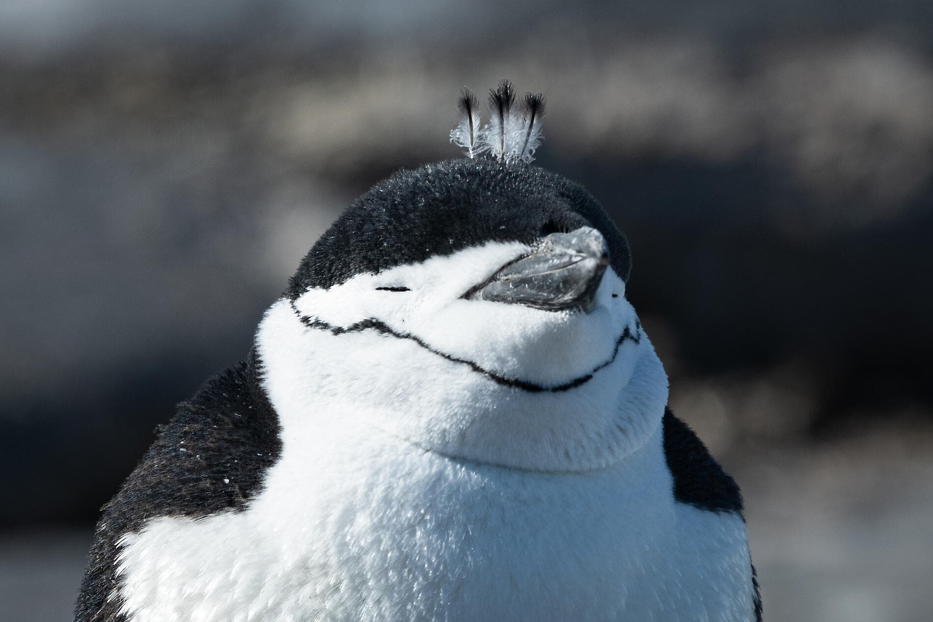 Antarktis `Klassisch´  