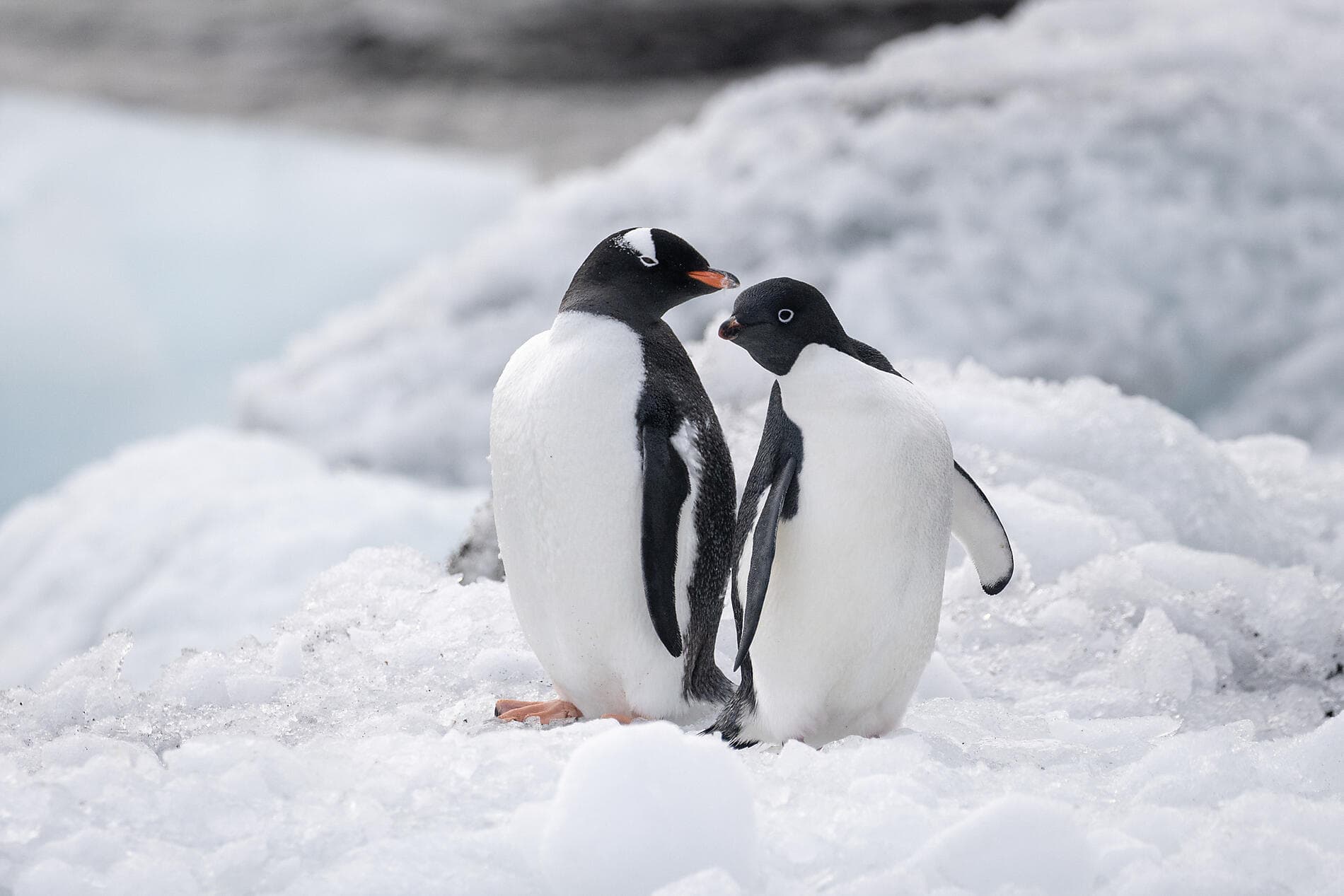 Expedition Rossmeer - auf Scotts & Shackletons Spuren 