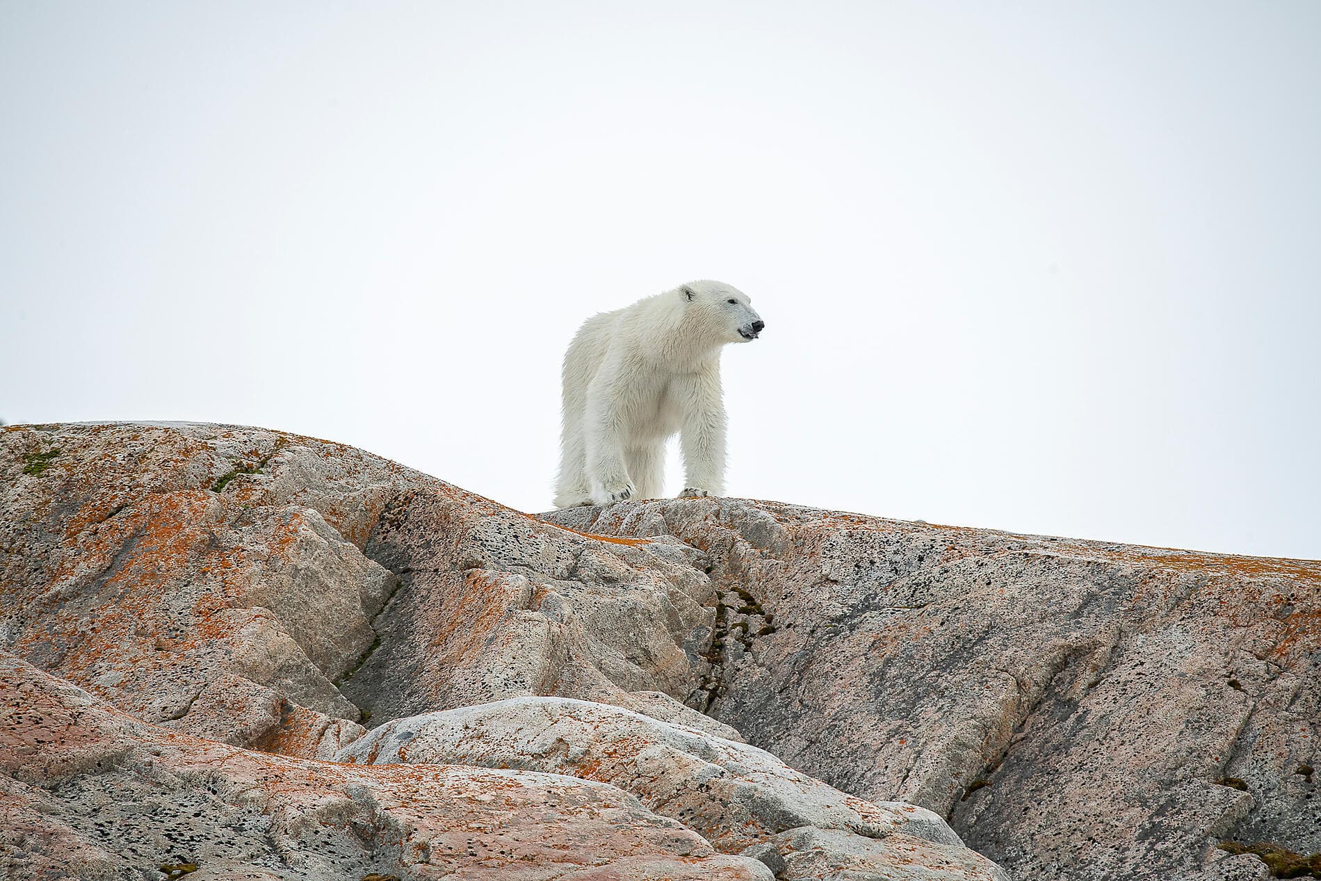 Polare Lichtschimmer, vom Nordkap bis Spitzbergen 