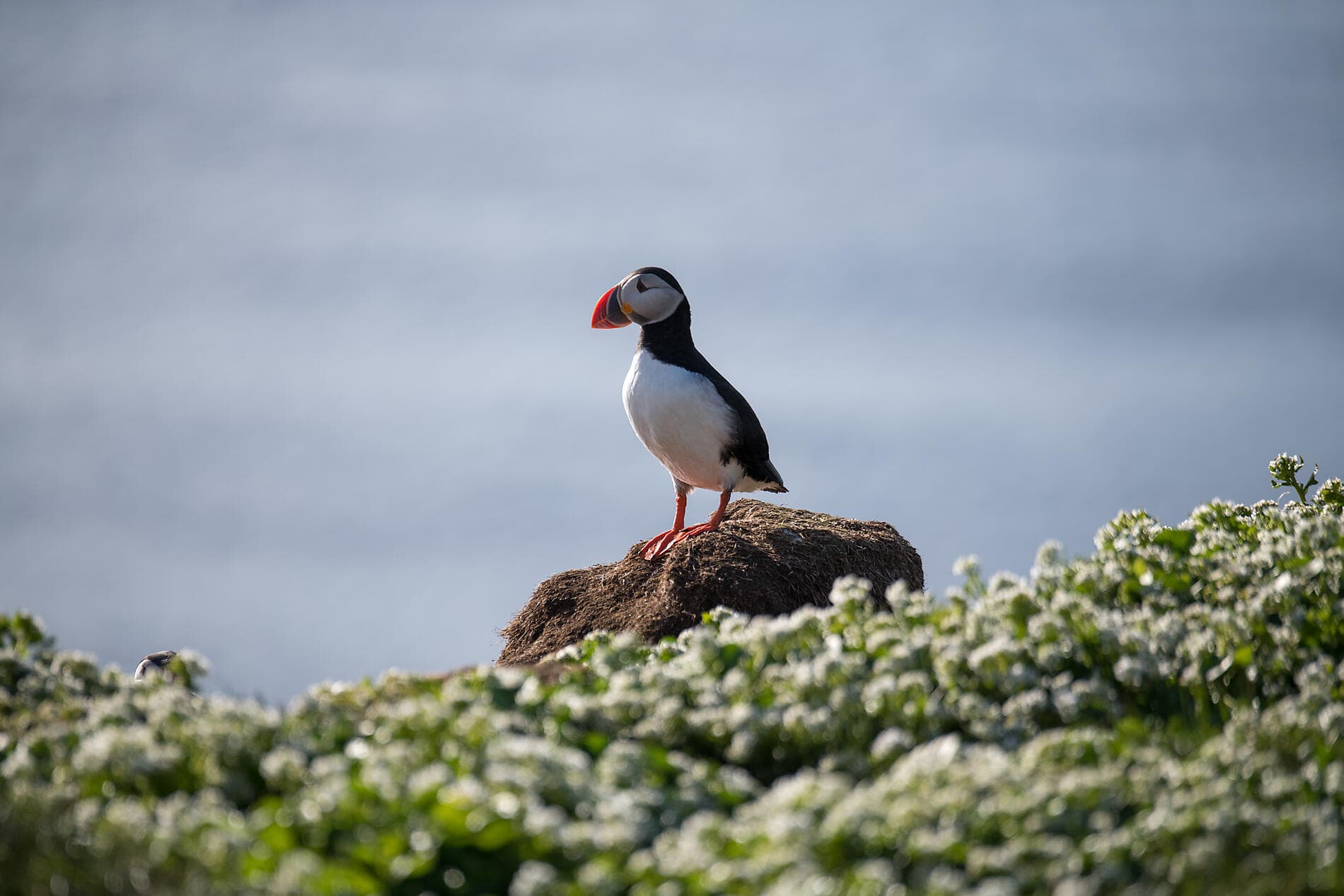 Wilde Landschaften in Schottland, auf den Färöer und Island 