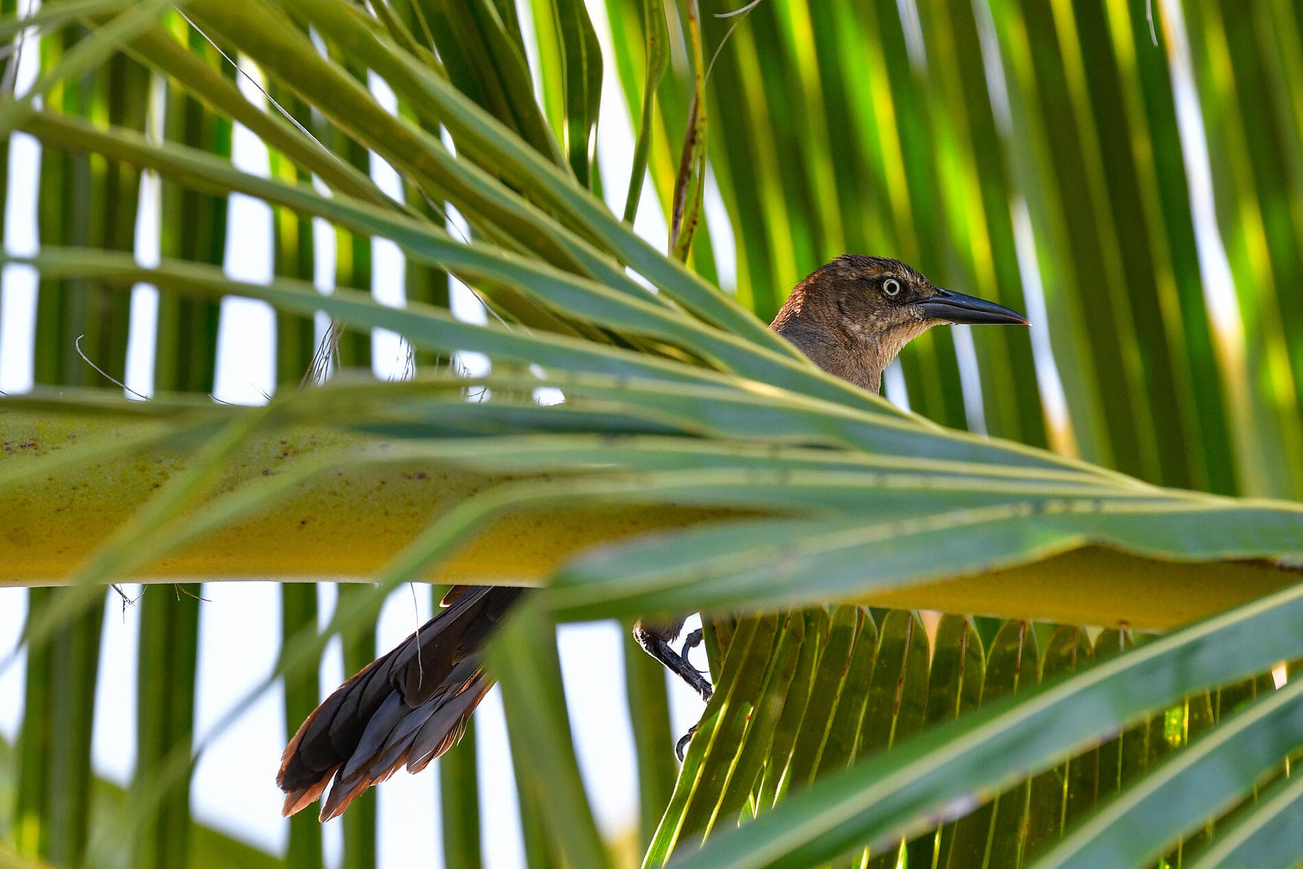 Karibisches Erbe und Naturheiligtümer 