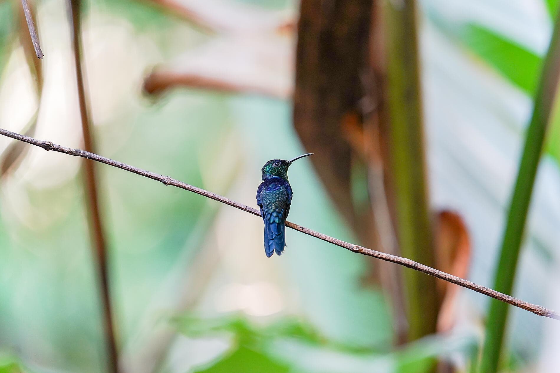 Die Pazifikküste von Costa Rica 