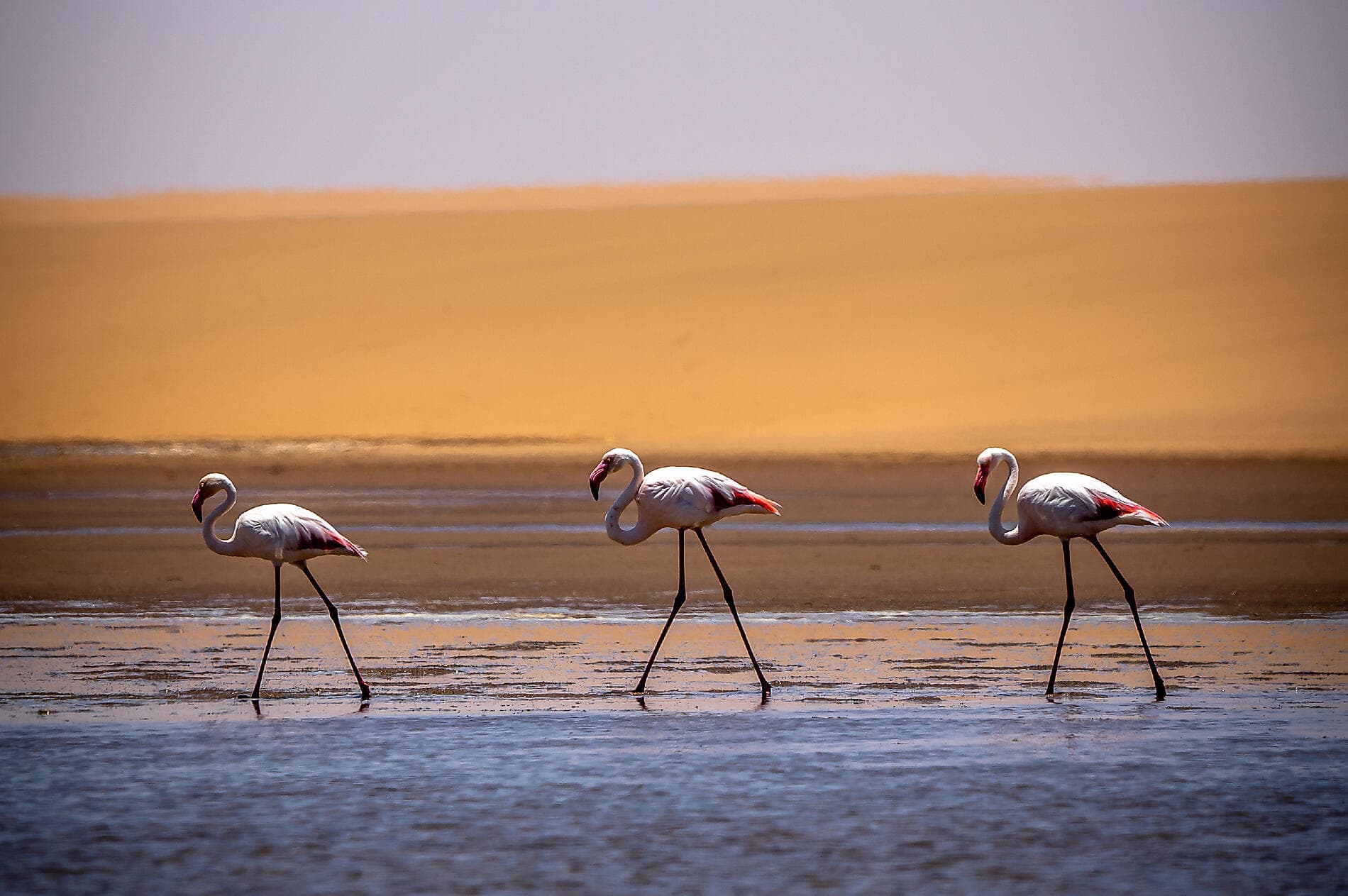 Südafrika und Namibia vom Meer aus: Rund um das Kap der Guten Hoffnung – mit Smithsonian Journeys