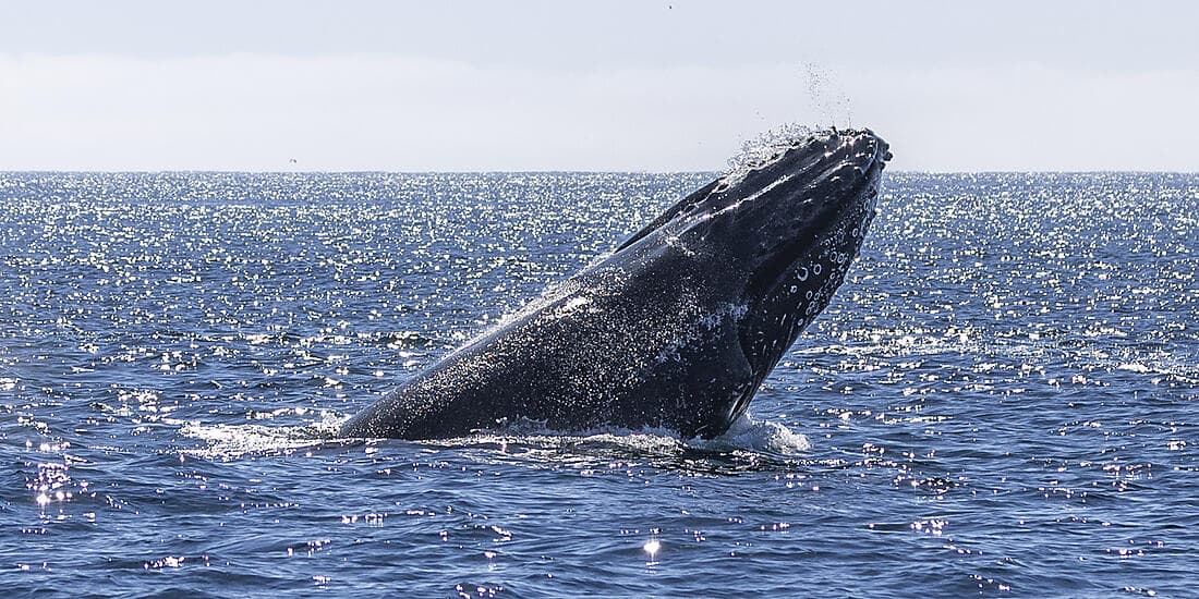 Baja California - Wale, Wüsten und weite Küsten – mit Smithsonian Journeys