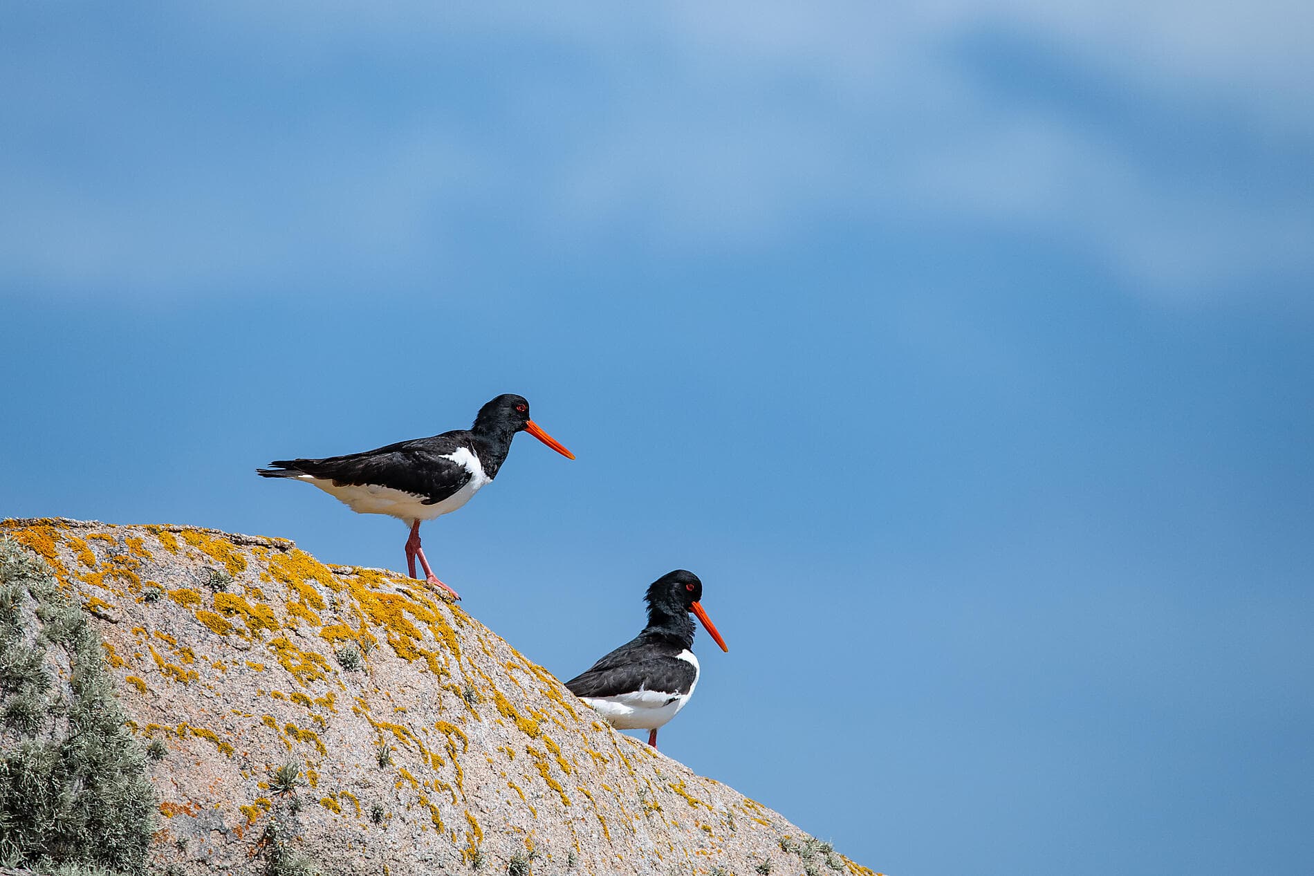 Britische Archipele und keltische Küsten