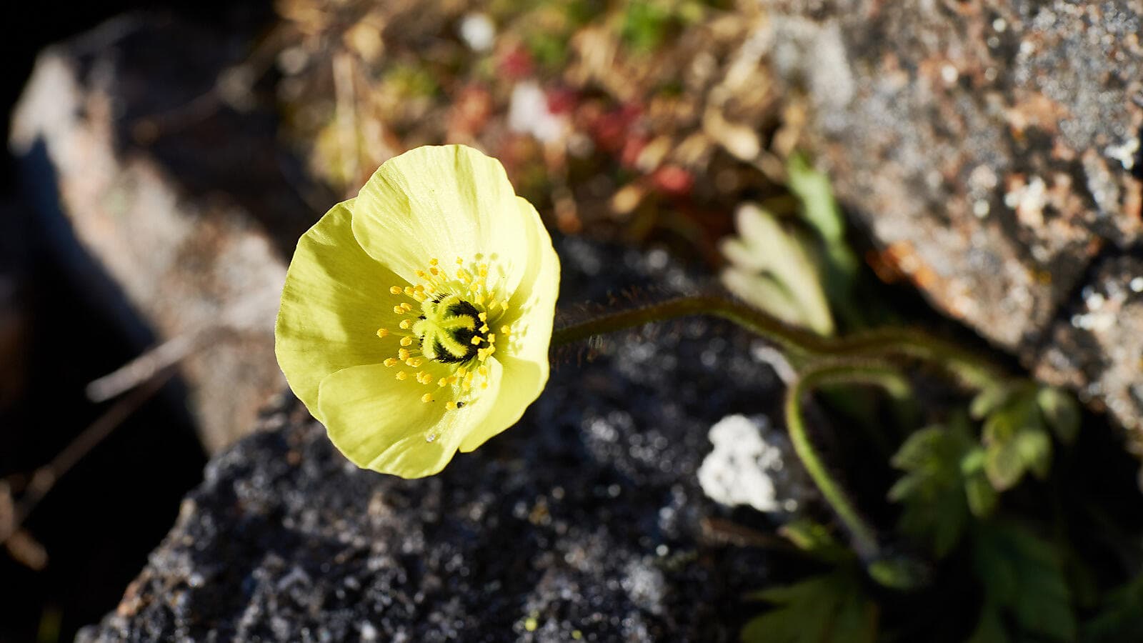 Im Herzen der Nordwest-Passage