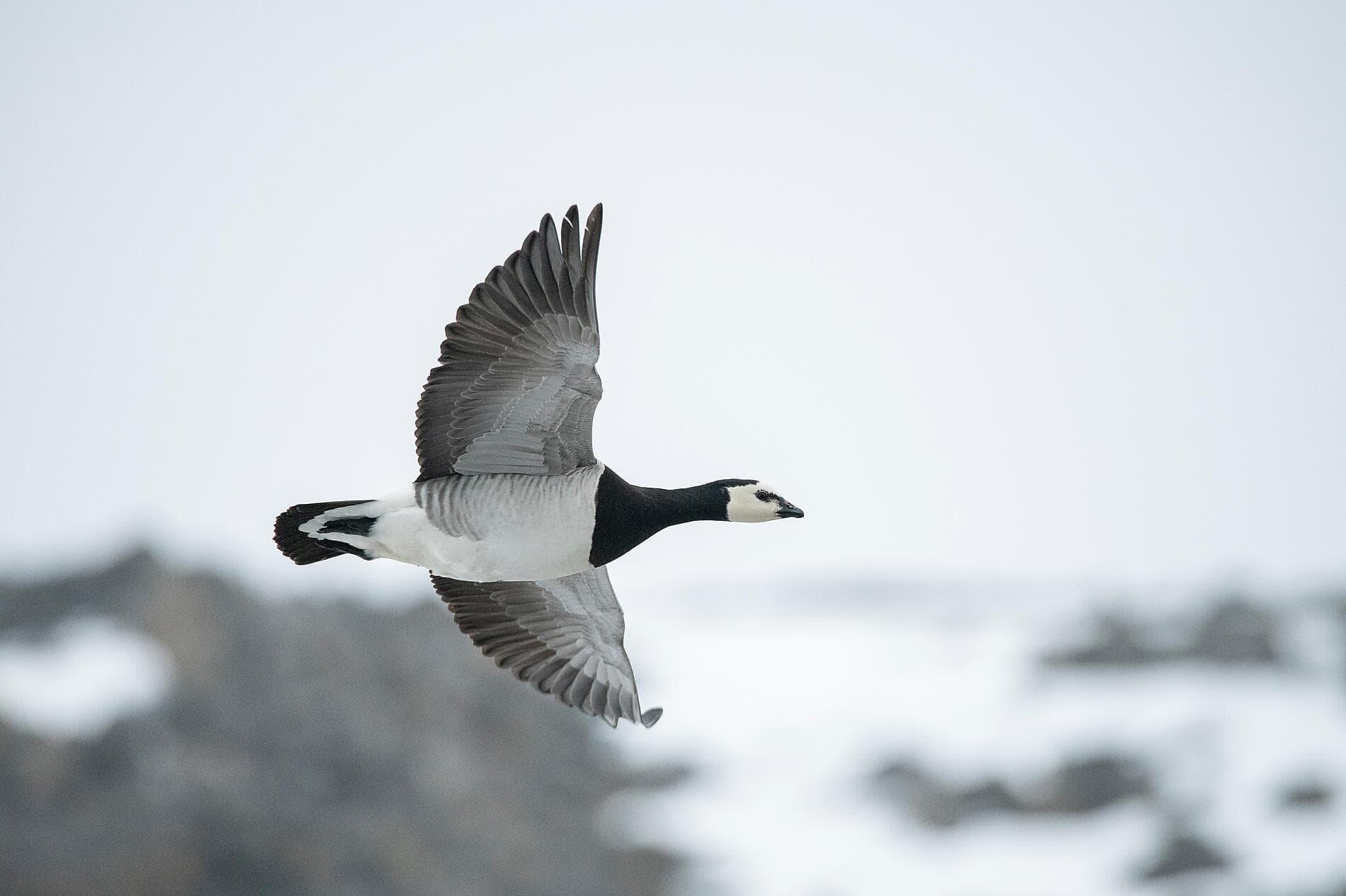 Spitzbergens Fjorde und Gletscher
