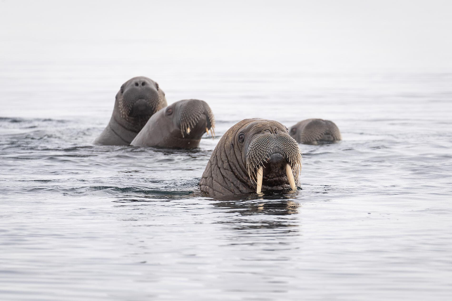 Im arktischen Eis von Grönland nach Spitzbergen 