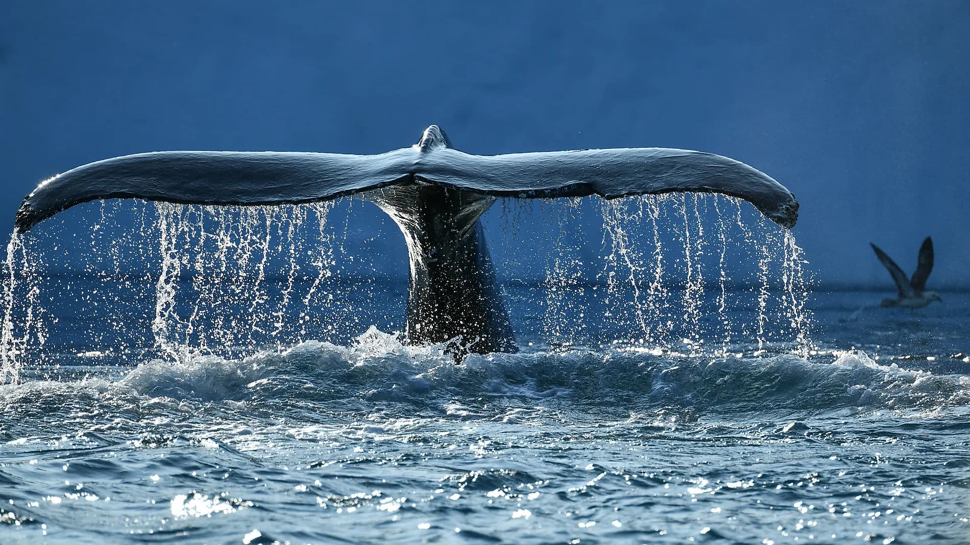 Kurs auf die ultimative Thule-Region 