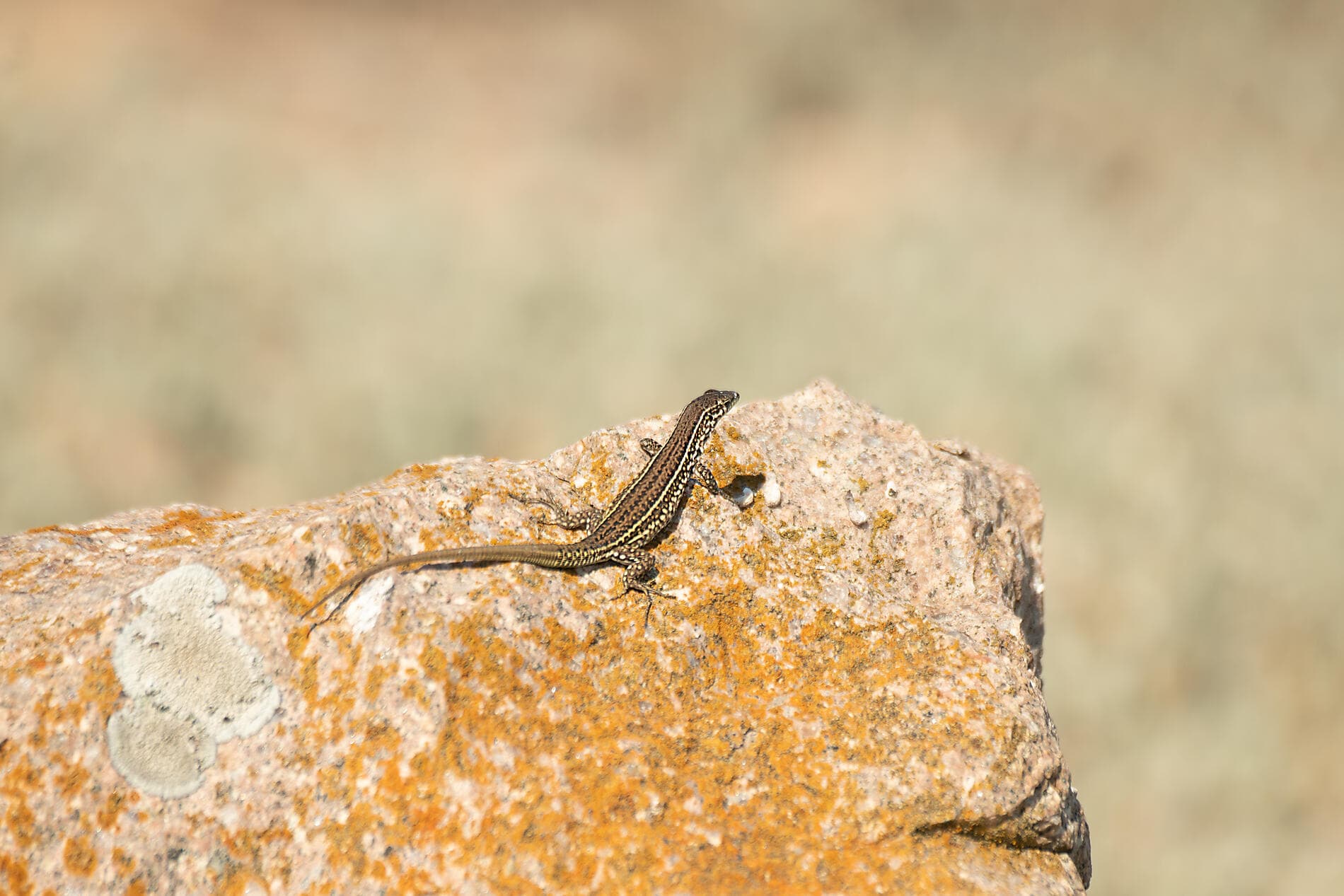 Korsikas Küsten unter den Segeln der Le Ponant 