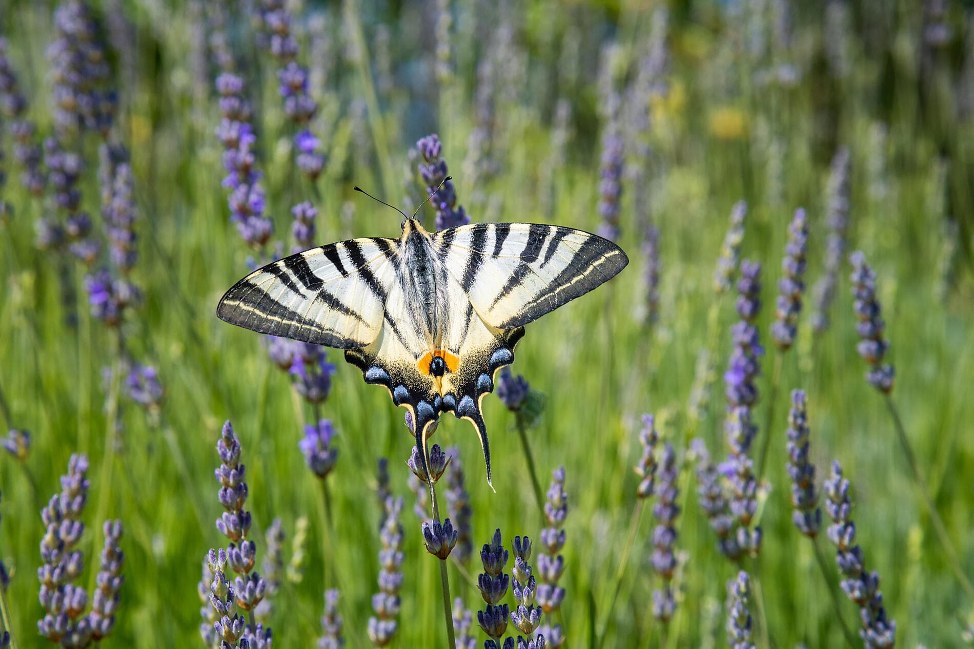 Kroatien unter den Segeln der Le Ponant