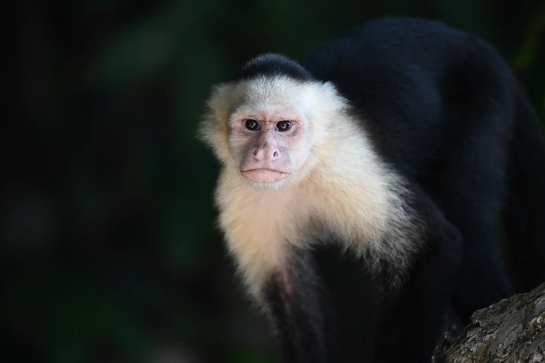 Von der wilden Schönheit Panamas zu den faszinierenden Ufern Perus 