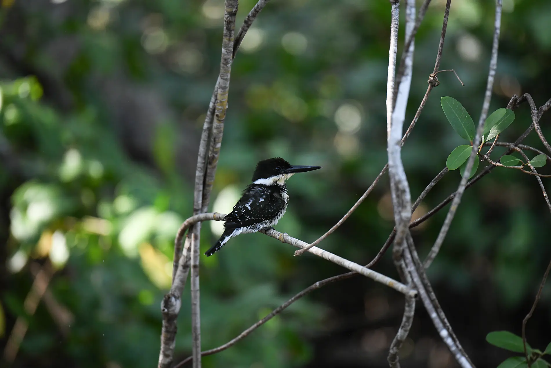 Von der wilden Schönheit Panamas zu den faszinierenden Ufern Perus 