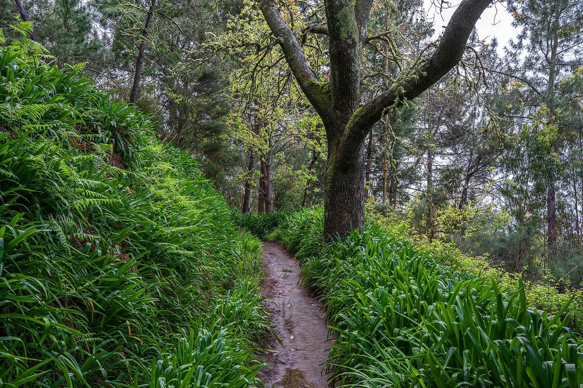 Madeira und die Azoren  