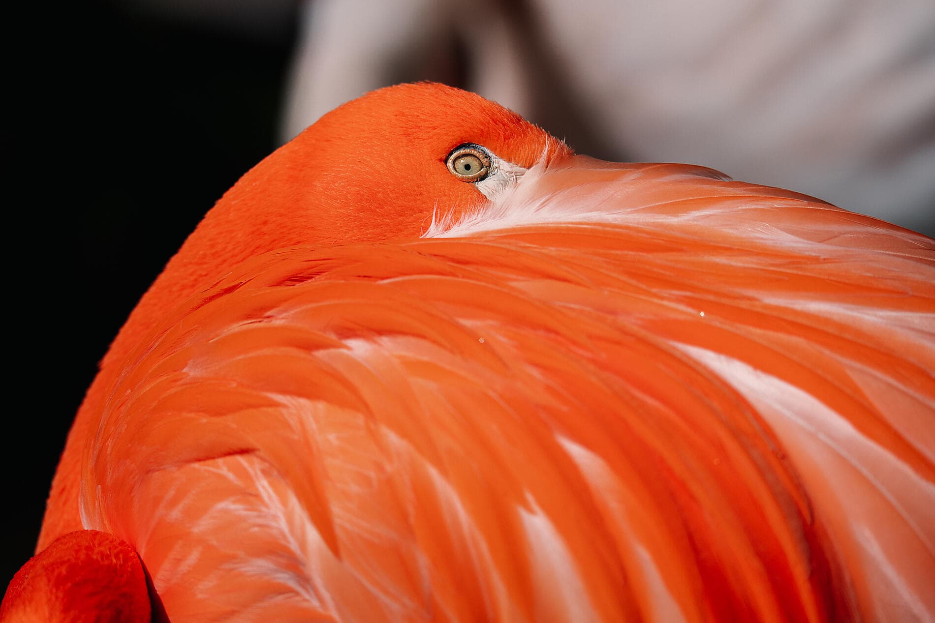 Madeira und die Azoren  