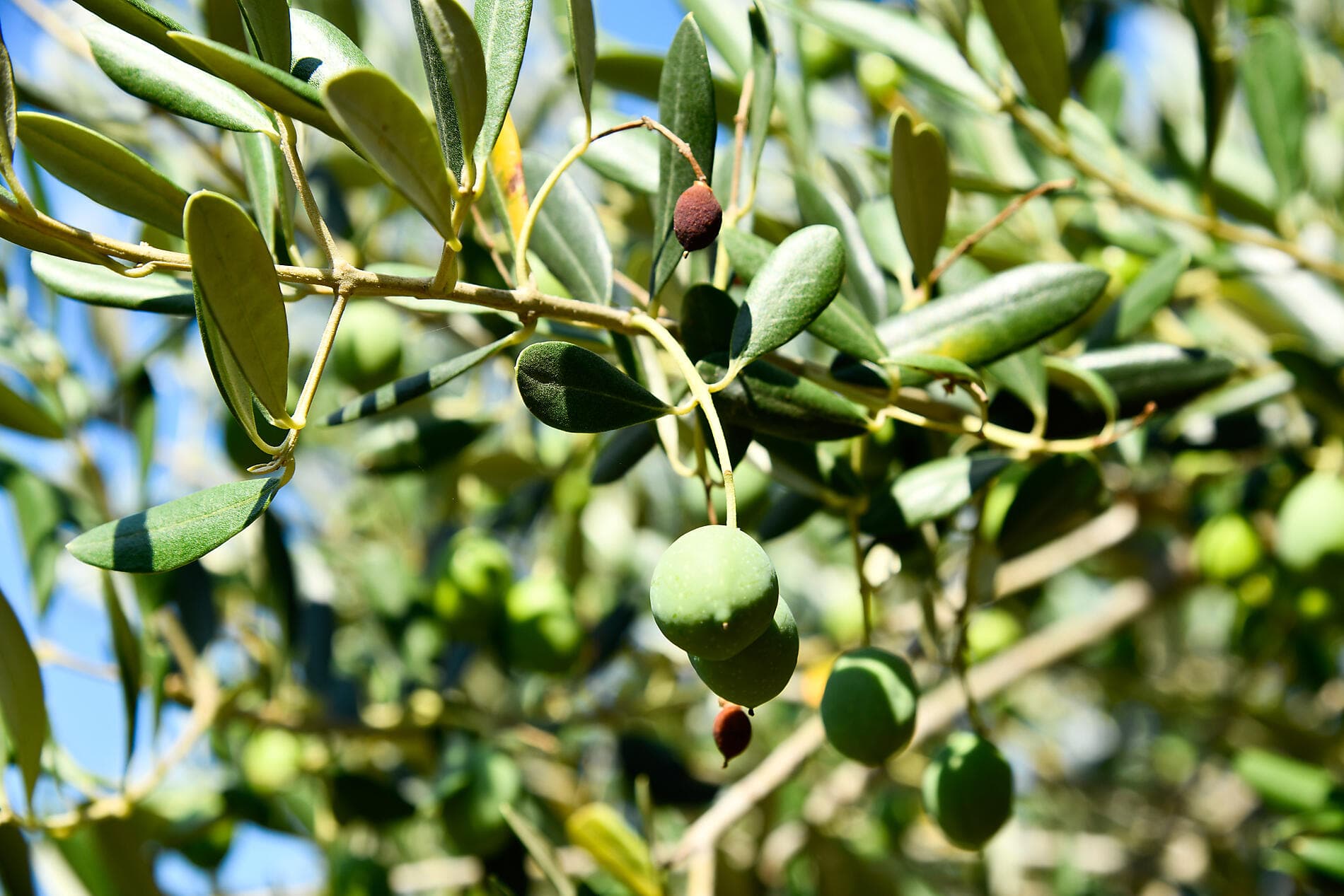 Unterwegs im Mittelmeer auf den Spuren großer Zivilisationen
