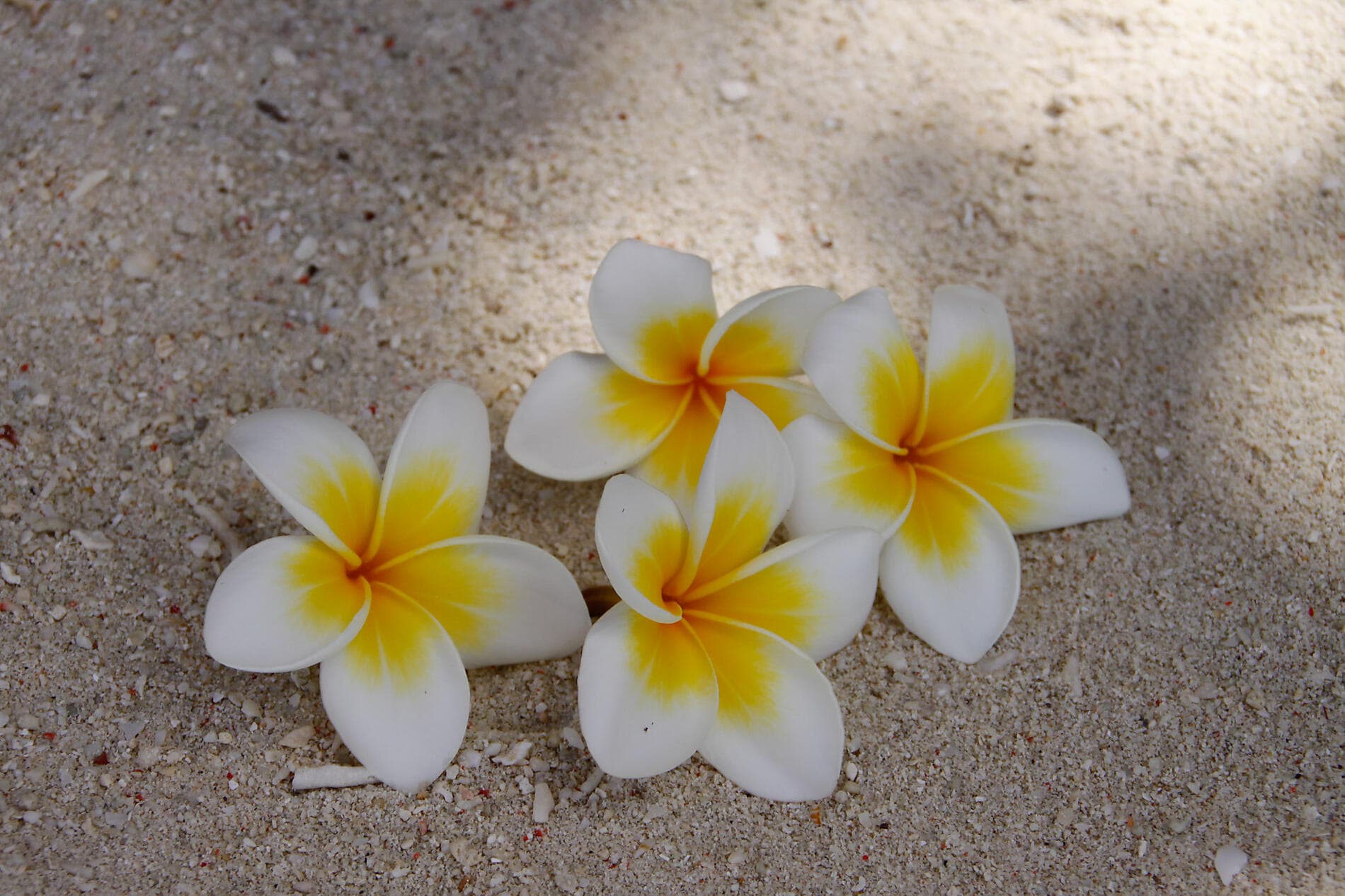 Naturschätze und Geheimnisse der Philippinen und Borneos 